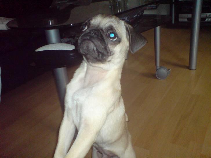 Mops Monkey - Står og venter på godbinden billede 15