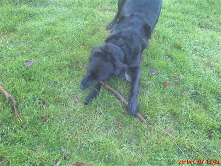 Blanding af racer Locky <3 r.i.p :'( - F o r d i  d u  e r  h u n d e n  i  m i t  l i v  ! billede 15