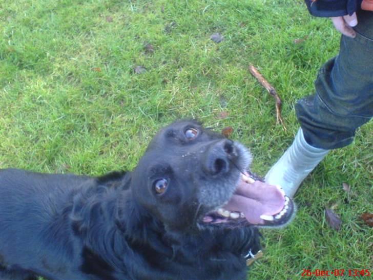 Blanding af racer Locky <3 r.i.p :'( - F o r d i  d u  e r  h u n d e n  i  m i t  l i v  ! billede 16