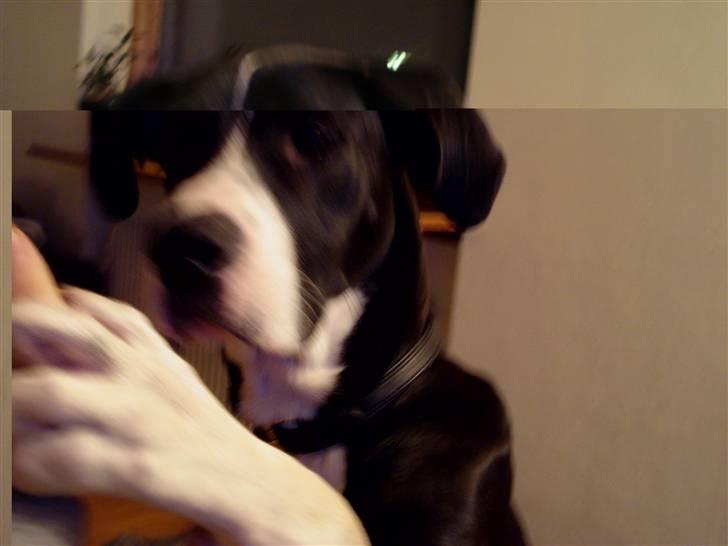 Blanding af racer Maggi billede 7