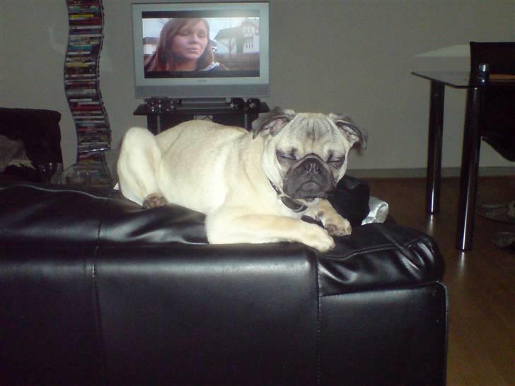 Mops Monkey - toppen af sofaen.... totalt yndlings sove plads billede 16