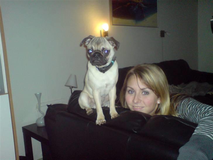 Mops Monkey - Sidder lige og holder vagt billede 17