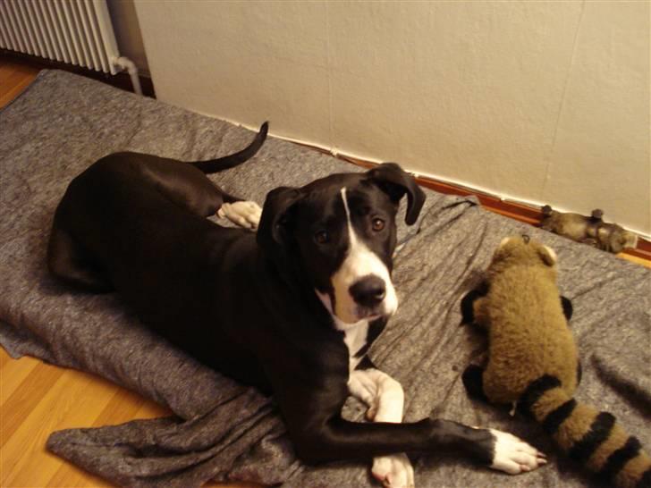 Blanding af racer Maggi billede 8