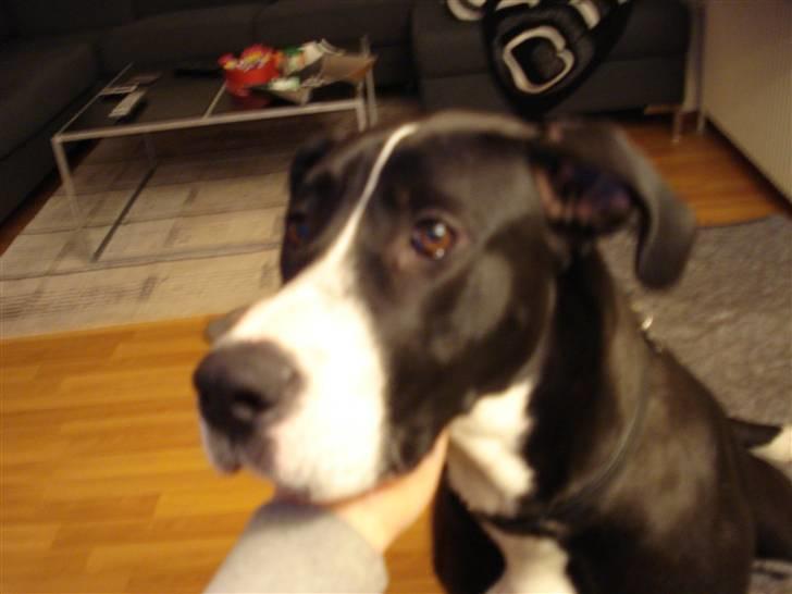 Blanding af racer Maggi billede 9