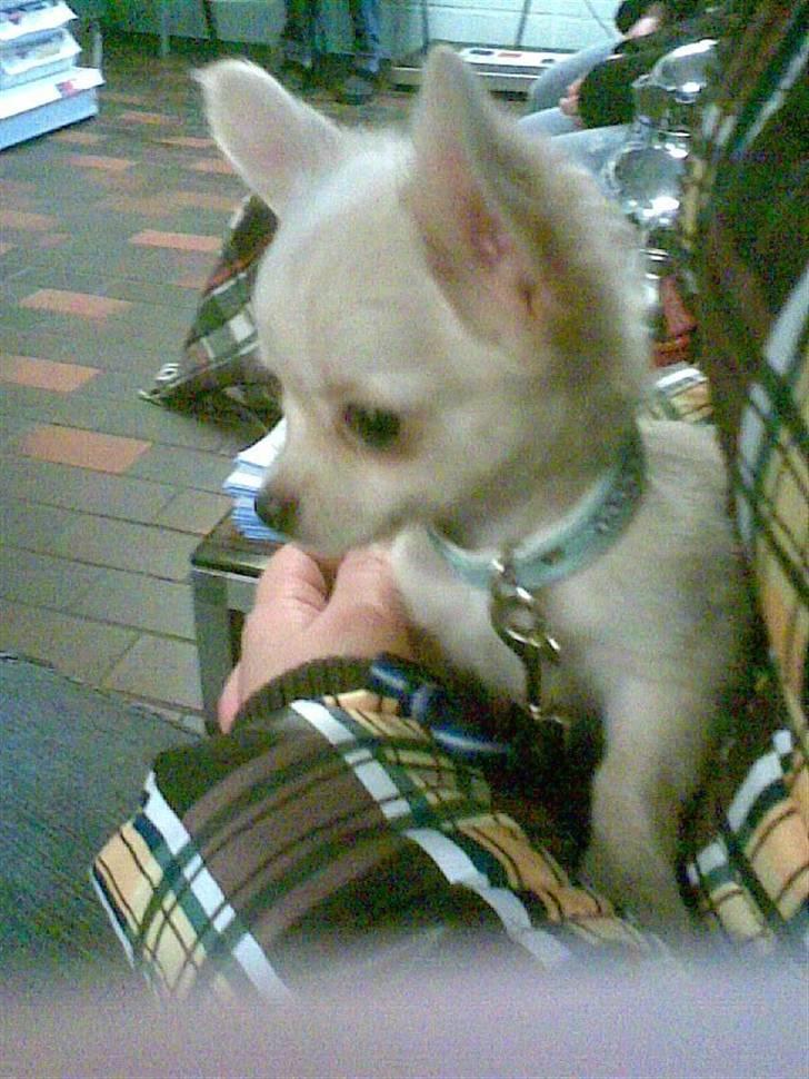 Chihuahua Kaiser <3 - Vi sidder inde ved dyrelægen .. Kaiser skal ind og tjekkes og vacc..det kunne han ikke lide..  billede 8