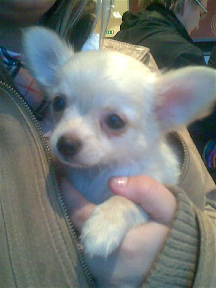 Chihuahua Kaiser <3 - Der har vi været oppe og hente ham og på vej hjem . men vi skulle lige ind på McD :D hehe..  billede 9