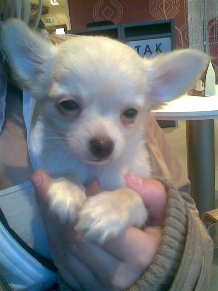 Chihuahua Kaiser <3 billede 10