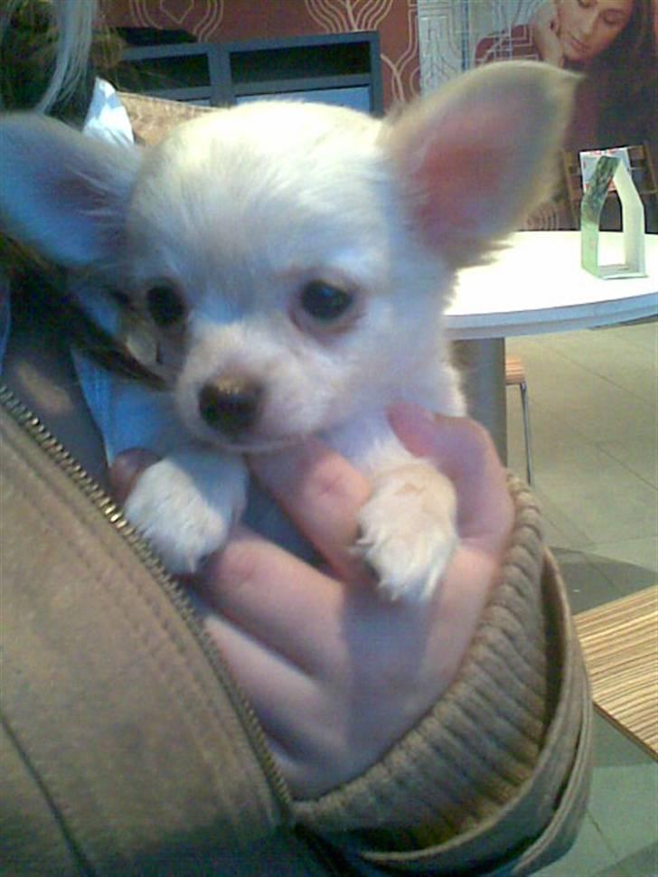 Chihuahua Kaiser <3 billede 11