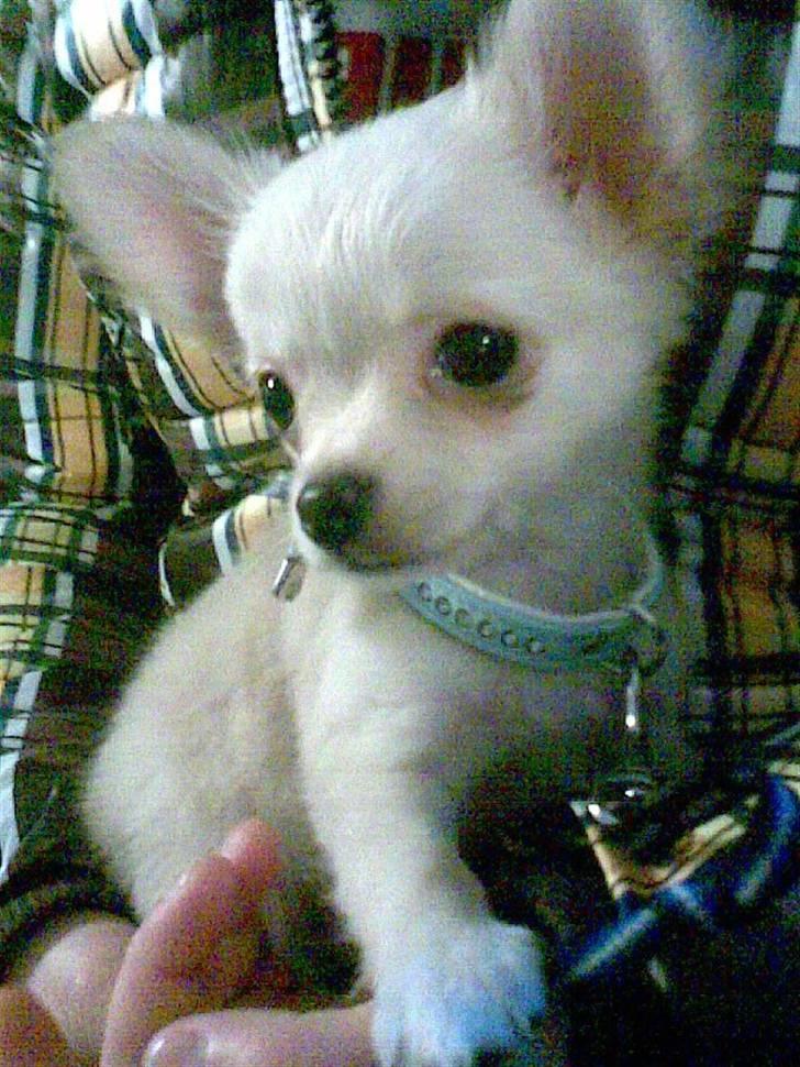 Chihuahua Kaiser <3 billede 12