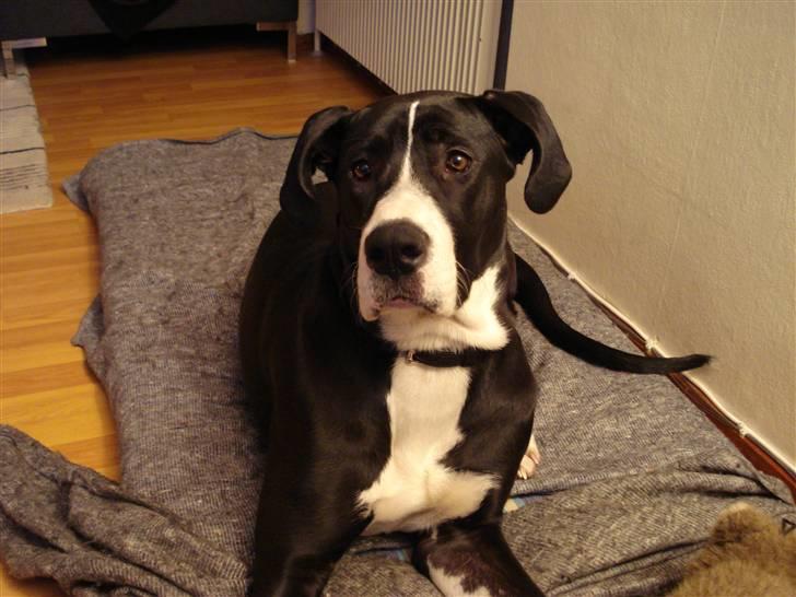 Blanding af racer Maggi billede 10