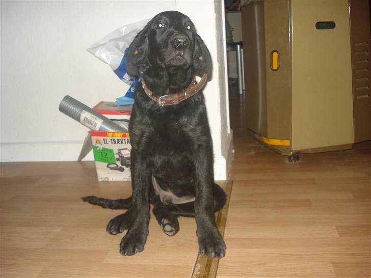 Labrador retriever simpson SOLGT billede 1