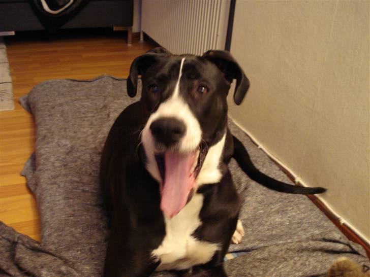 Blanding af racer Maggi billede 11