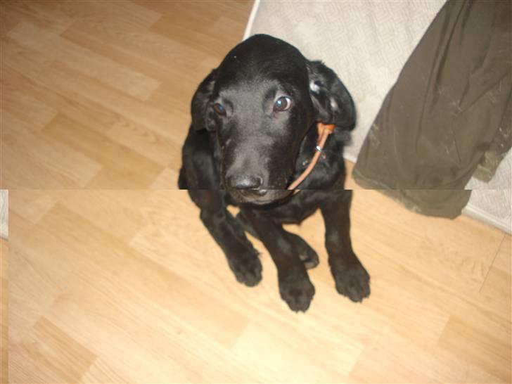 Labrador retriever simpson SOLGT billede 2