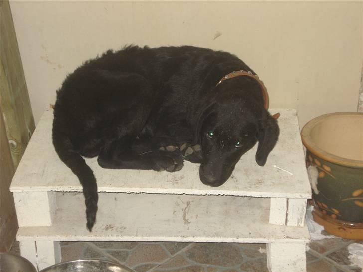 Labrador retriever simpson SOLGT billede 3