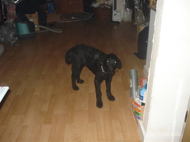 Labrador retriever simpson SOLGT billede 4