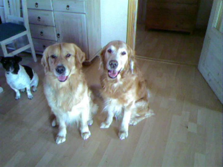 Golden retriever Cæsar 19/11-08 R.i.P - Jágo og søn billede 2