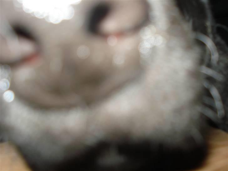 Labrador retriever simpson SOLGT billede 5