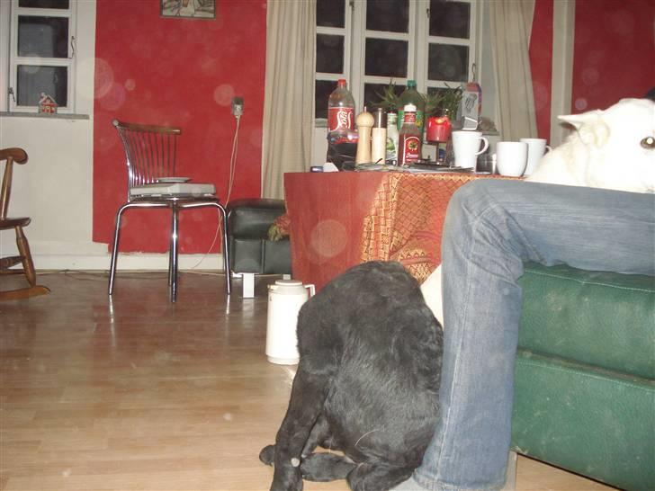 Labrador retriever simpson SOLGT billede 6