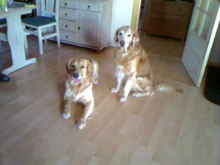 Golden retriever Cæsar 19/11-08 R.i.P billede 3