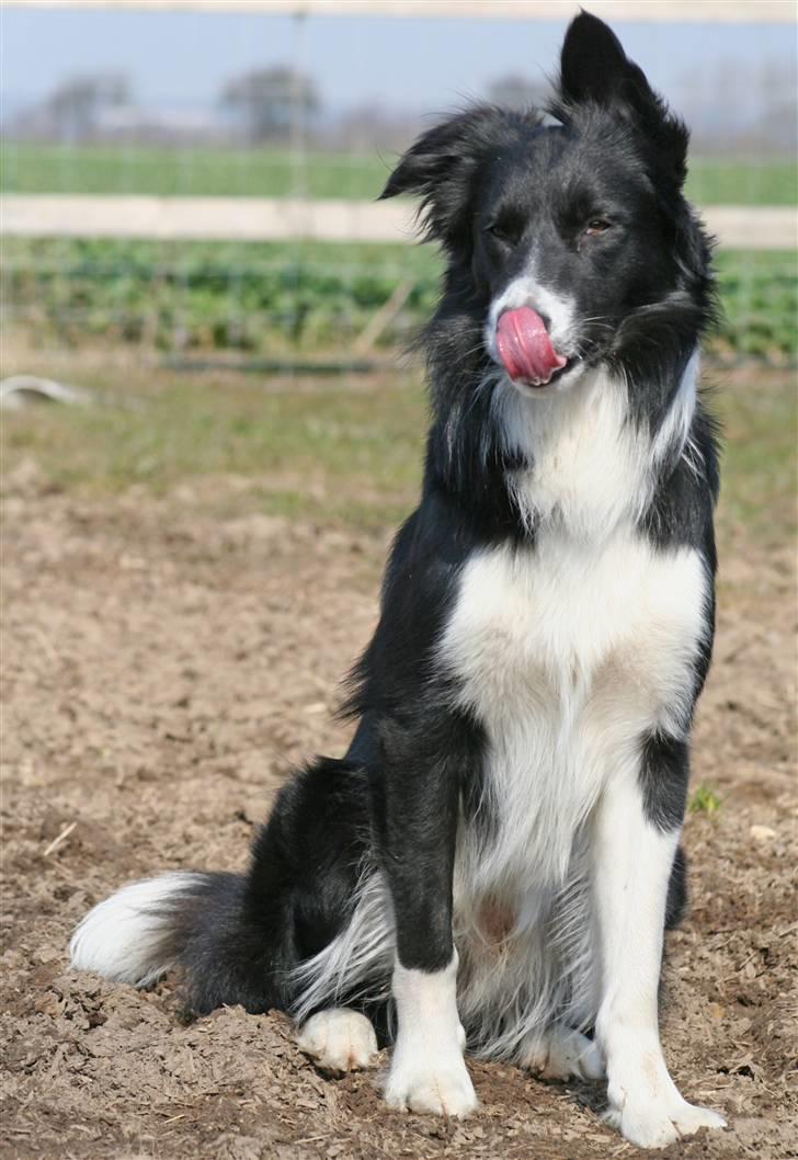 Border collie Sweet billede 19