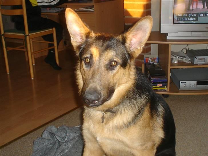 Schæferhund Rex - Jeg er træt..=) billede 10