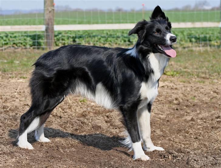 Border collie Sweet billede 20