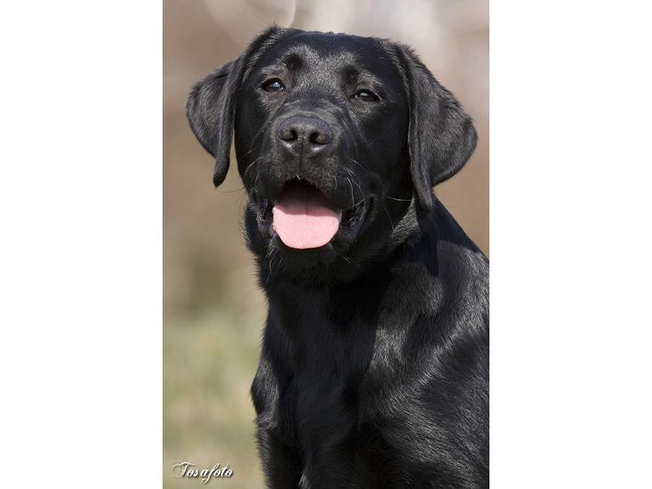Labrador retriever Happy Tail Wag´s Tiscapa - Hejsa jeg hedder Frida billede 1
