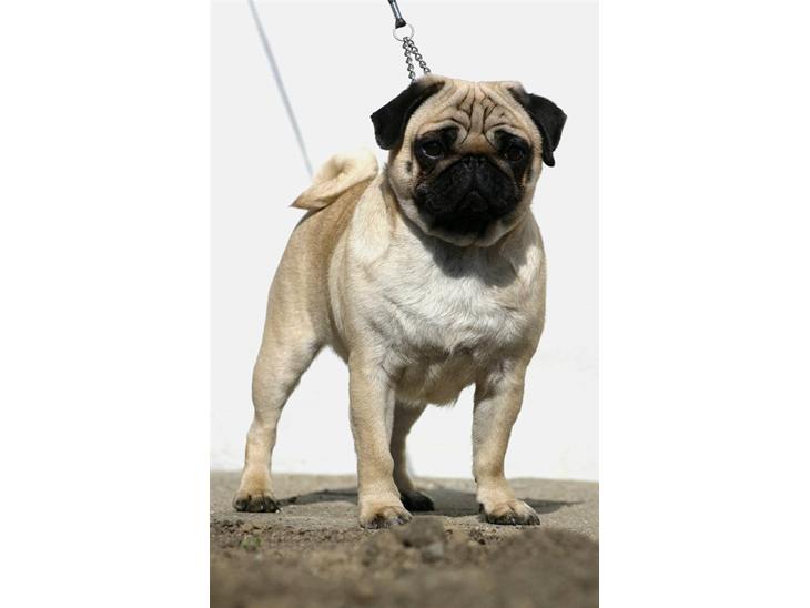 Mops ¤ Kisci Audrey Hepburn ¤ - Velkommen til min profil.... det er mig der er Audrey..... Audrey Hepburn - 5/4 - 09 billede 1