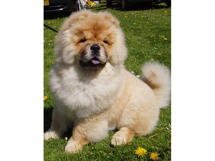 Chow chow Sikka / Rossy Spirit - Velkommen til Sikka´ profil ;) billede 1