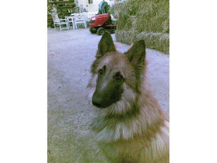 {{currentPhoto.altText}} billede {{currentPhoto.number}}