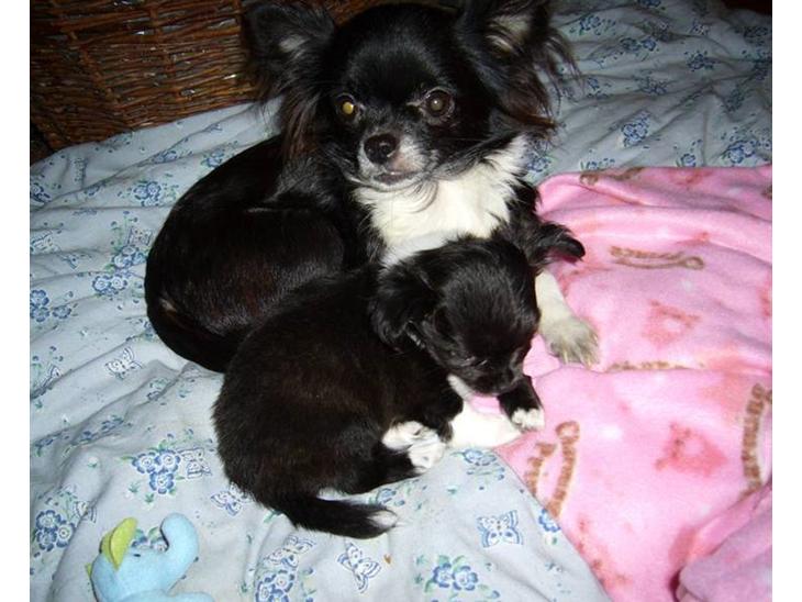 {{currentPhoto.altText}} billede {{currentPhoto.number}}