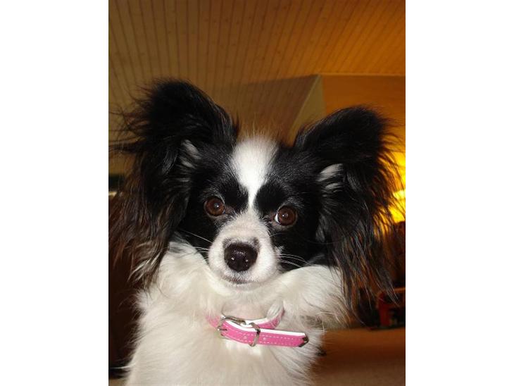Papillon Nala - Nala - 14. januar 08 billede 1