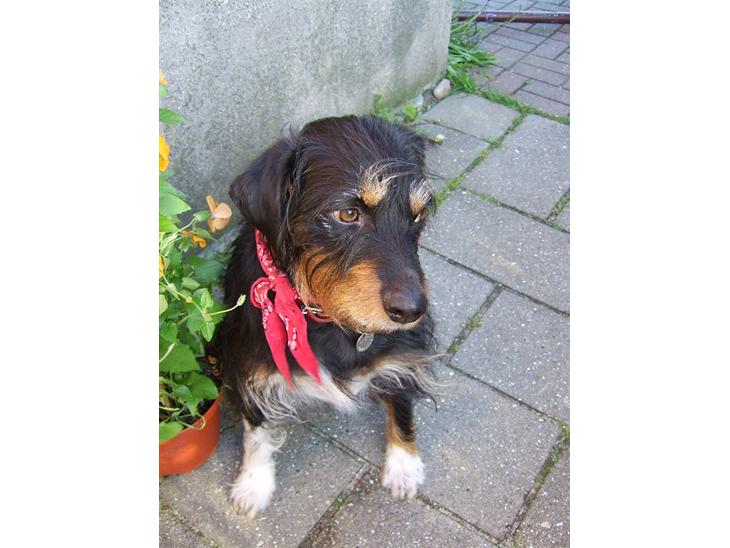 Blanding af racer Brutus Maximus billede 1