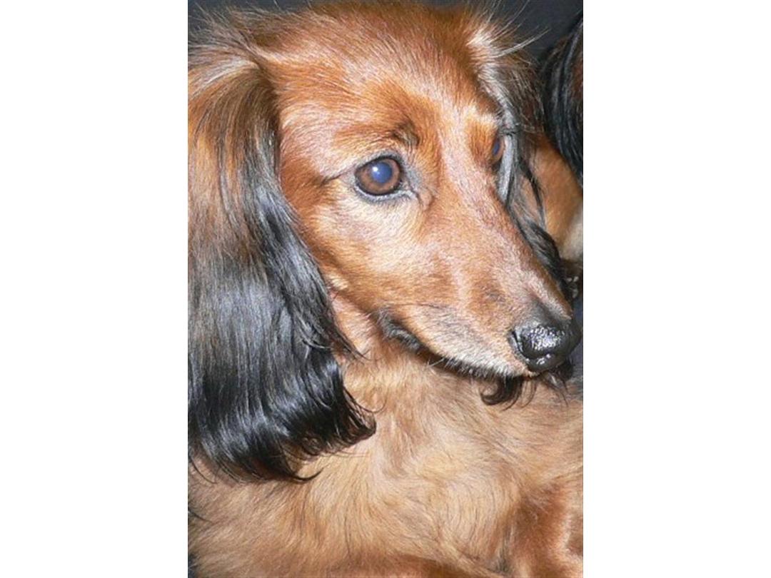 Dværggravhund Lulu Himmelhund - 2004 billede