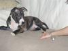 Amerikansk staffordshire terrier limon 