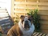 Engelsk bulldog Jula - "Jules"