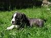 Amerikansk staffordshire terrier Gangster