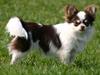 Chihuahua Quinie