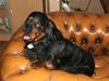 Gravhund magnus
