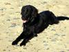 Flat coated retriever Troels [Tidl. hund]