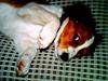 Kooikerhondje Soya Taka Otello -solgt- 