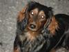 Dværggravhund Moggie