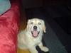 Golden retriever Nanna