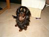 Gravhund Chicho