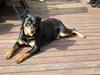 Rottweiler Nellie (død) [ Himmelhund]