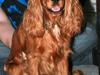 Cocker spaniel Sofus *RIP* [ Himmelhund]