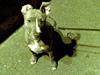 Amerikansk staffordshire terrier Zigo (ikke min længere)