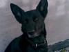 Blanding af racer VAPS R.I.P [ Himmelhund]