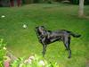 Labrador retriever Trico [ Himmelhund]