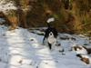 Cavalier king charles spaniel Cavasoles Nala